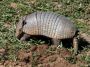 Day03 - 34 * Six-Banded Armadillo